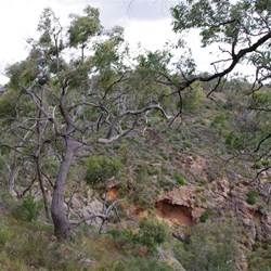Red Stringybark near Spring Gully Waterfall