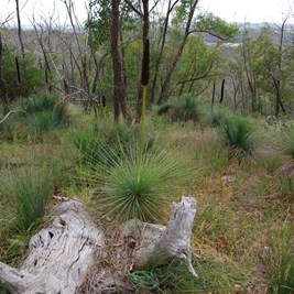 Yacca's are very common in Spring Gully Conservation Park