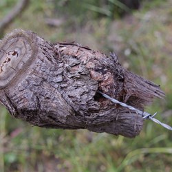 This must have taken many years to grow around this barb wire
