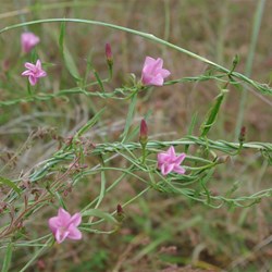Spring Gully Wildflowers