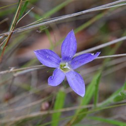 Spring Gully Wildflowers