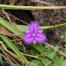 Spring Gully Wildflowers