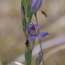 Spring Gully Wildflowers