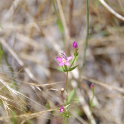 Spring Gully Wildflowers