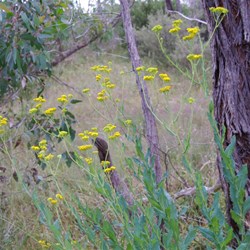 Spring Gully Wildflowers