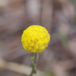 Spring Gully Wildflowers