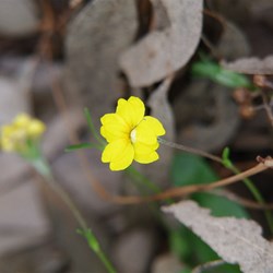 Spring Gully Wildflowers