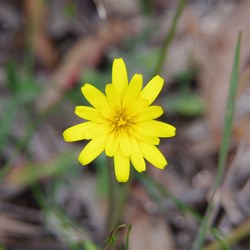 Spring Gully Wildflowers