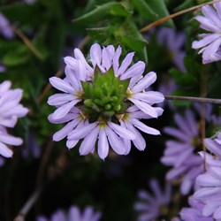 Spring Gully Wildflowers
