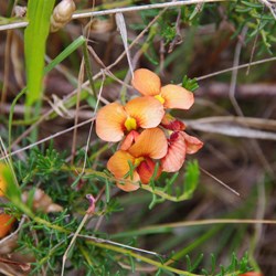Spring Gully Wildflowers