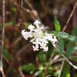 Spring Gully Wildflowers
