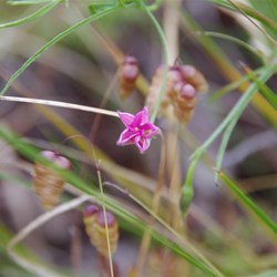 Spring Gully Wildflowers