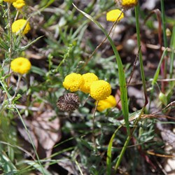 Spring Gully Wildflowers