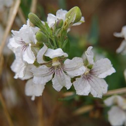 Spring Gully Wildflowers