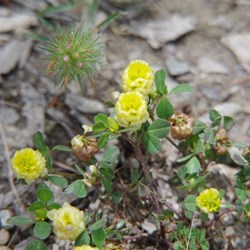 Spring Gully Wildflowers