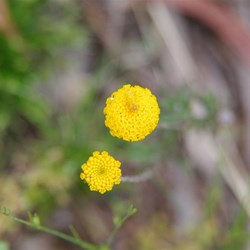 Spring Gully Wildflowers