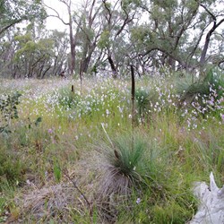 Spring Gully Wildflowers