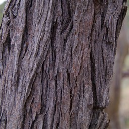 The  Bark of The Red Stringybark