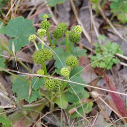Spring Gully Wildflowers