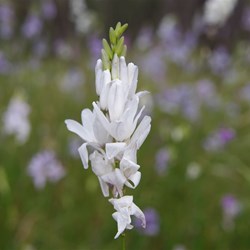 Spring Gully Wildflowers