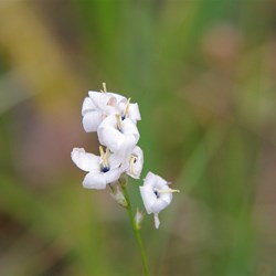 Spring Gully Wildflowers