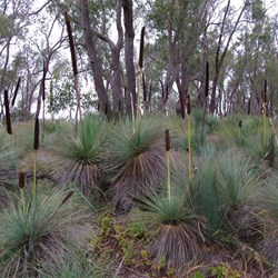 Yacca's at Spring Gully