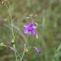 Spring Gully Wildflowers