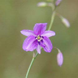 Spring Gully Wildflowers