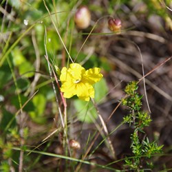 Spring Gully Wildflowers