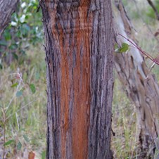 Damaged bark showing the Red Colour under the surface