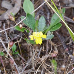 Spring Gully Wildflowers