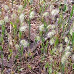 Spring Gully Native Grass