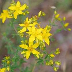 Spring Gully Wildflowers