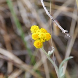 Spring Gully Wildflowers