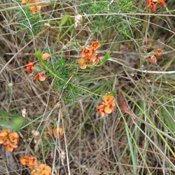 Spring Gully Wildflower