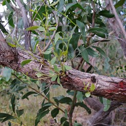 New Regrowth on damaged limb