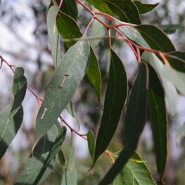 Red Stringybark Leaves