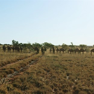 Hordes of camels on the Hanging Rock Track