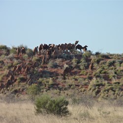 The mega-mob of camels departing over the dunes