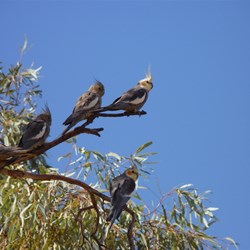 Cockatiels at Tchukardine Pool