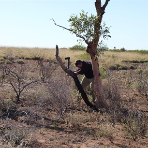 Tidying up the desert - wood gathering along the Oakover.
