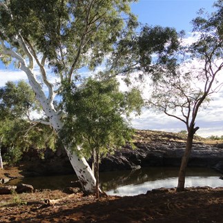 Pearana Rockhole