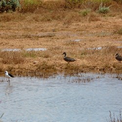 Juvenile Black Winged Stilt and Australian Shovellers