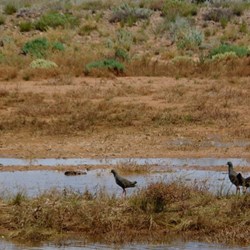 Black Tailed Native Hens