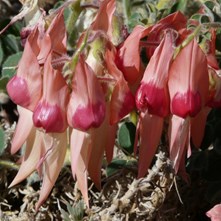 Roxby Downs Sturt Peas