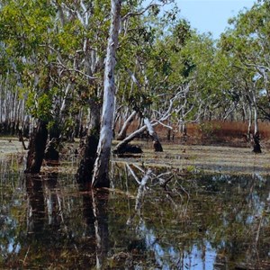 Tabletop Swamp