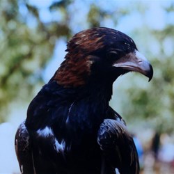 Up close and personal with a Wedgie