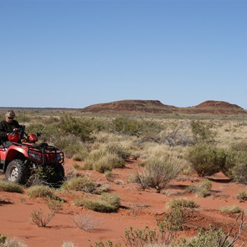 Outback Al quading across the sandy expanses