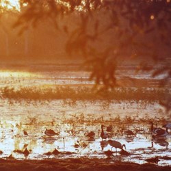 Dusk at leaning Tree Lagoon