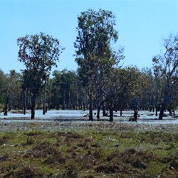 Pretty little wetland covered with white waterlilies